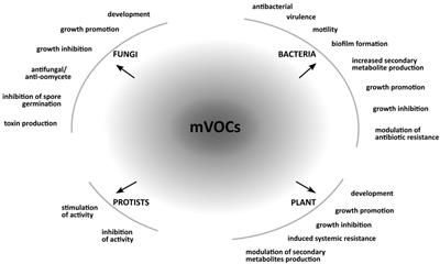 Microbial Volatiles: Small Molecules with an Important Role in Intra- and Inter-Kingdom Interactions